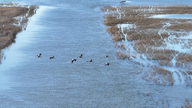 九游app：多彩吉林秋之韵丨白鹤“归队”莫莫格湿地(图1)