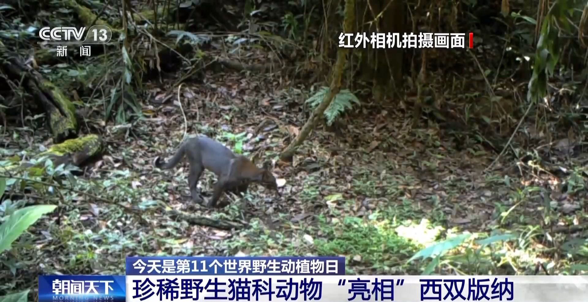 我国加快构建野生动植物智慧保护体系 各种珍稀保护动物轮流来“走秀”(图8)