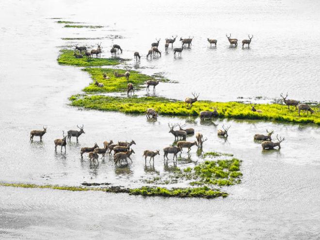 九游娱乐：地球生命力报告：全球受监测野生动物种群规模50年减逾七成(图2)