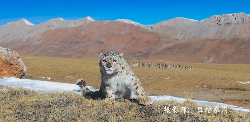 2024中国野生动物摄影大展：凝固自然之魂传颂天地之美(图4)