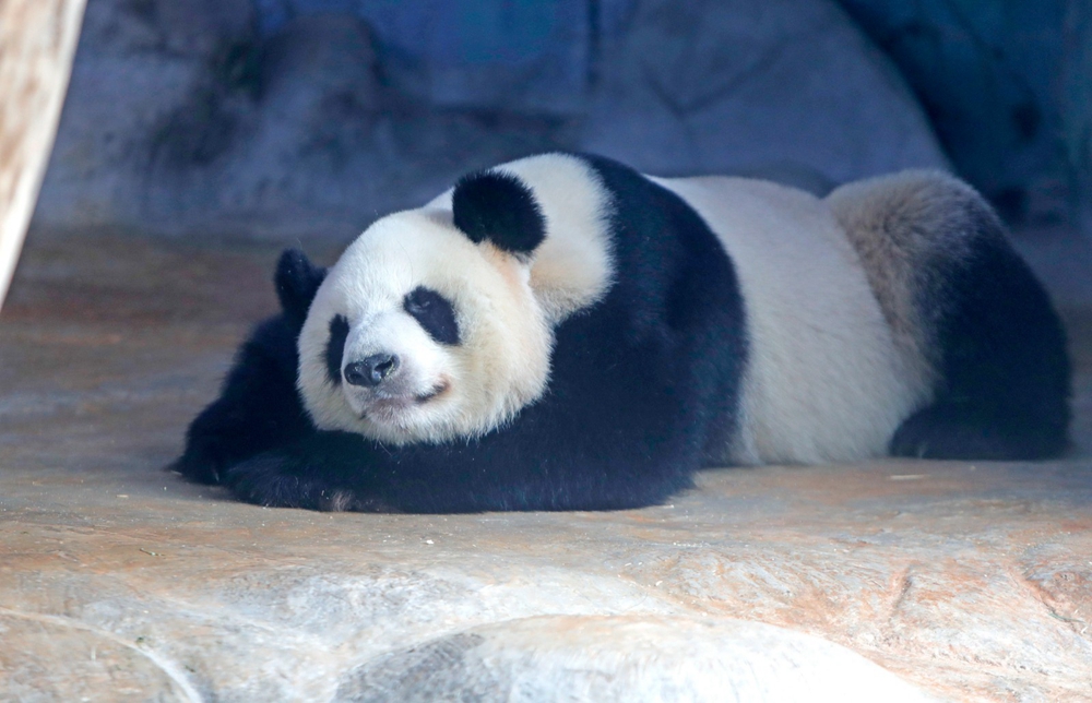 九游娱乐：141484个！2024年中国生物物种清单来了(图1)