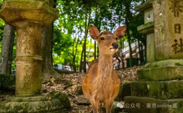 中国女生奈良拍鹿被戳流血忍痛回国治疗网友：在外游玩一定要和野生动物保持距离(图5)