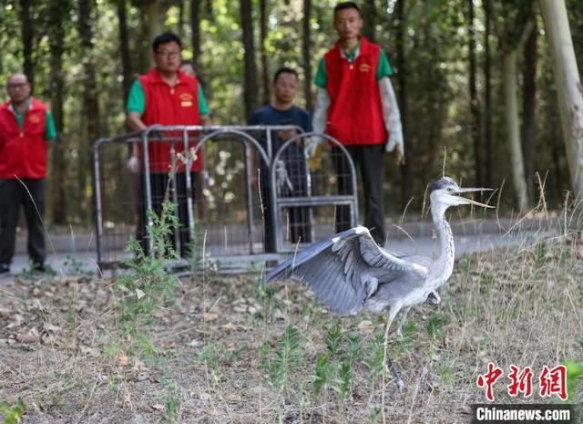 九游娱乐：和野生动物“在同一屋檐下”怎么办？官方攻略出炉(图1)