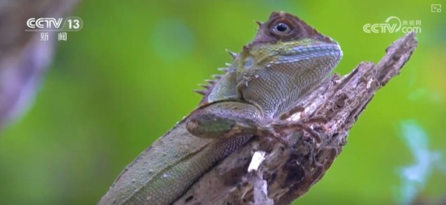 新物种+1新发现！保护生物多样性 绘就美丽生态新画卷(图5)