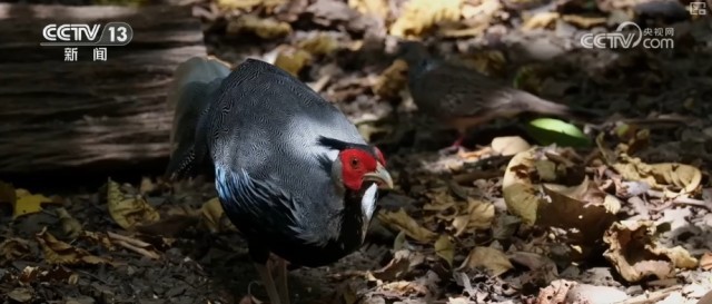 新物种+1新发现！保护生物多样性 绘就美丽生态新画卷(图10)