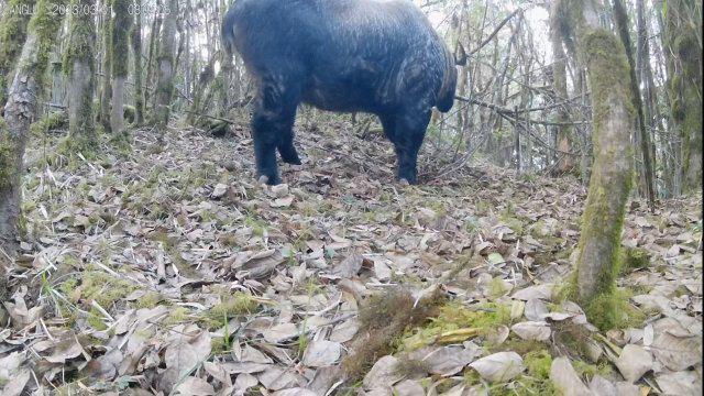 8头同框！贡山羚牛群腾冲高黎贡山西坡漫步觅食(图1)