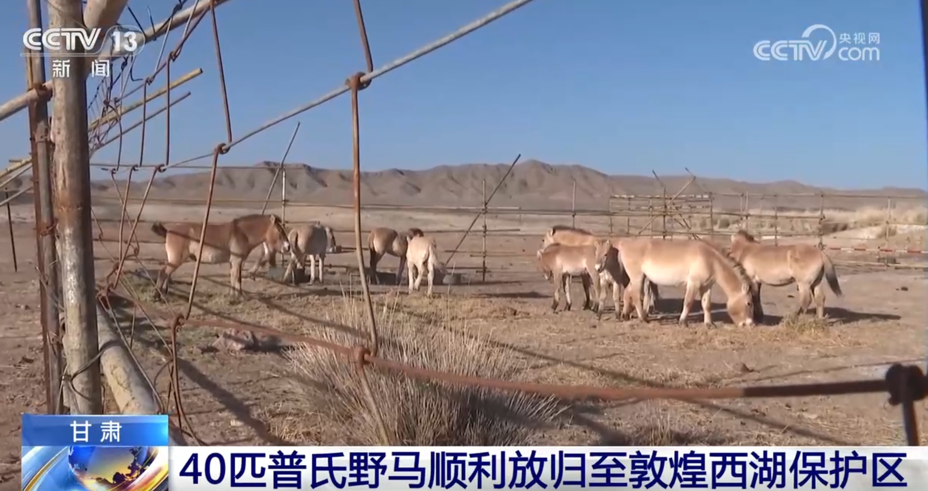 顺利放归、稳定生活 我国逐步恢复和重建普氏野马野生种群“结硕果”(图1)