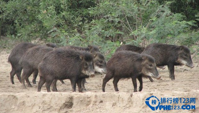 “保护生物多样性对于全人类至关重要”（挚友·中国政府友谊奖获得者系列报道）(图1)