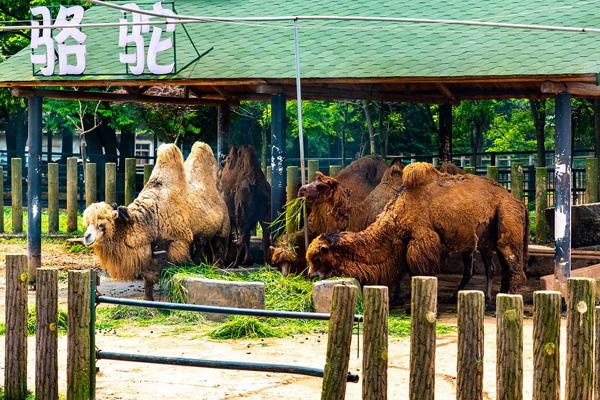 我国珍贵、濒危野生动物种群稳定增长(图1)