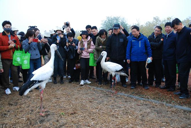 新区两只东方白鹳重回迁徙“大部队”(图3)