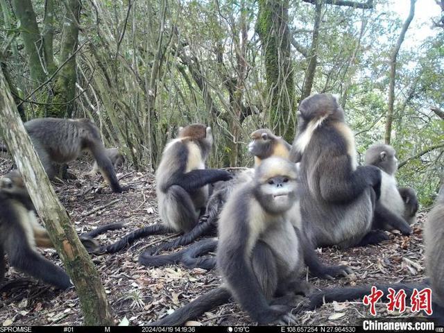 黔金丝猴种群呈增长趋势 珍稀物种保护见成效(图1)