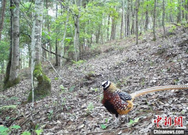 黔金丝猴种群呈增长趋势 珍稀物种保护见成效(图2)