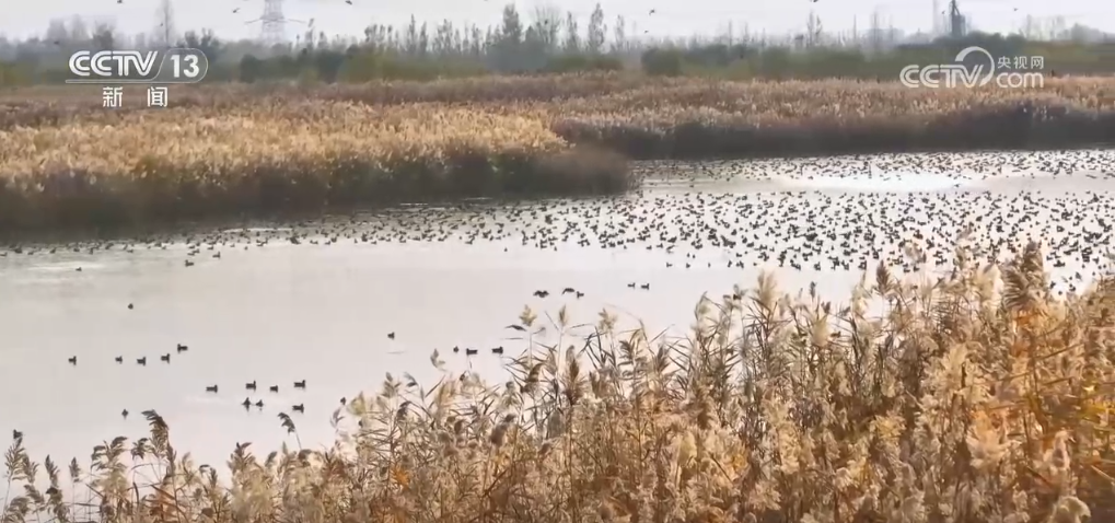 万鸟翱翔赏“鸟浪”奇观 冬日的湿地呈现一派勃勃生机(图1)