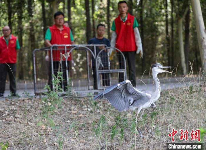 全球野生动物数量50年间减少逾七成 ——2024自然向好国际论坛在京举办发布2024地球生命力报告(图1)