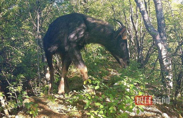 易危物种“四不像”惊现湖北 珍稀动物悠闲觅食(图2)