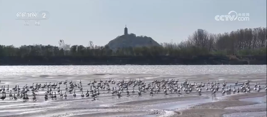 多种珍稀动物频“亮相” 生物多样性保护绘就大美生态画卷(图3)