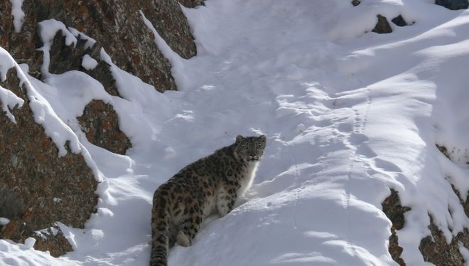 此前从未出现！云南首次野外拍到雪山之王两次现身证实了有它(图5)