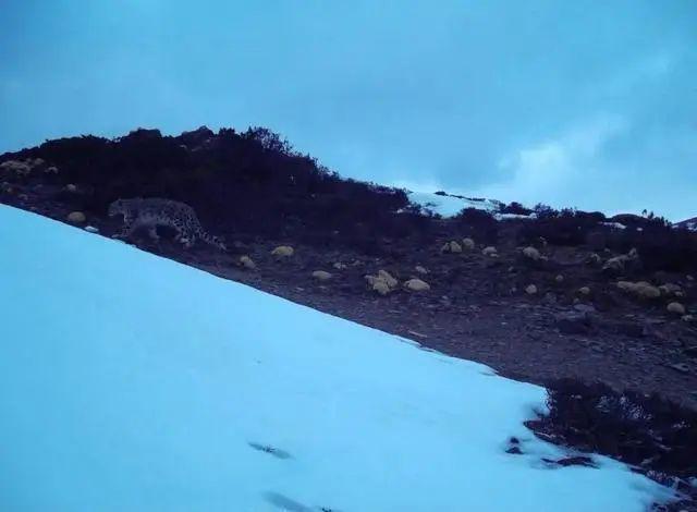 此前从未出现！云南首次野外拍到雪山之王两次现身证实了有它(图1)