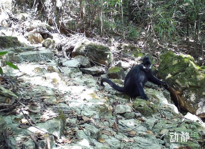 贵州珍稀濒危野生动物监测 已发现陆生野生动物近200种(图5)