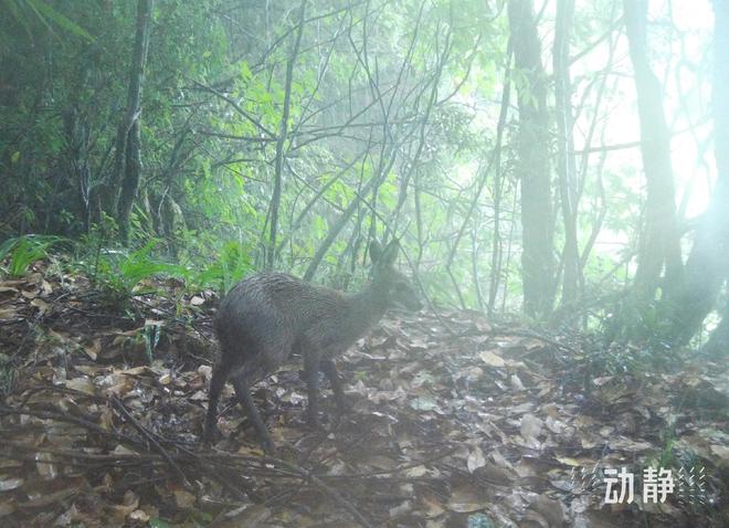 贵州珍稀濒危野生动物监测 已发现陆生野生动物近200种(图3)