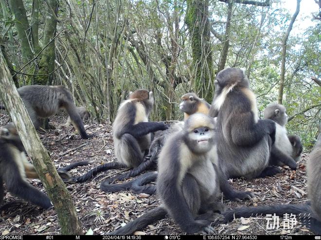 贵州珍稀濒危野生动物监测 已发现陆生野生动物近200种(图4)