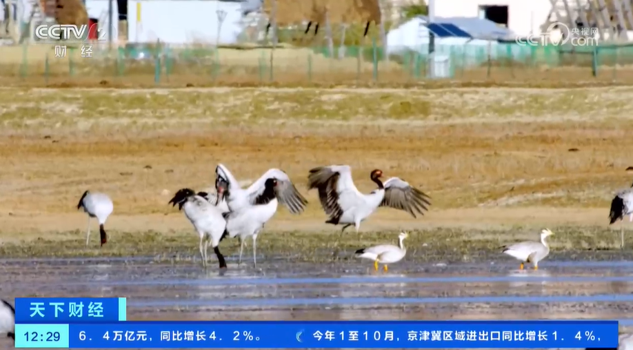 黑颈鹤“拖家带口”来到越冬栖息地 数量更多了 更多珍贵动物影像被发现(图2)