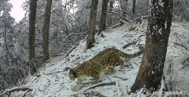 智慧守护：大熊猫成都栖息地2024年生态画卷浓墨重彩(图3)