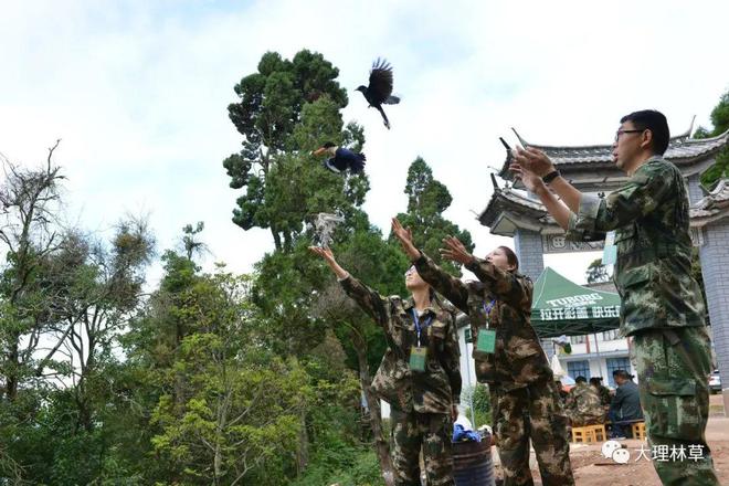 大理州去年查办野生动植物案件538件处理329人(图5)