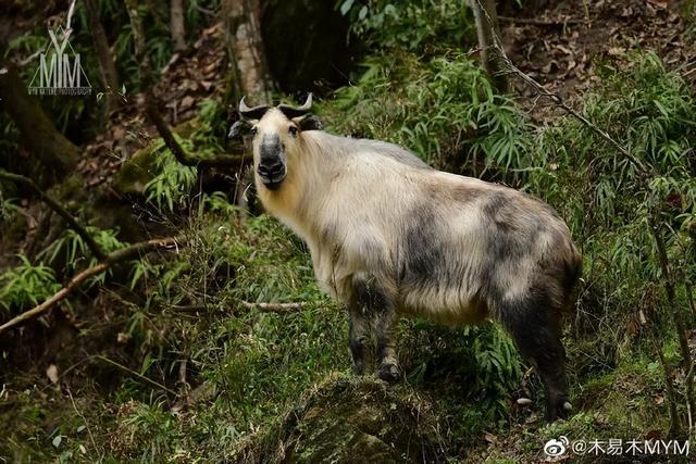 国际珍稀动物保护日丨欢迎走进青川走进唐家河版《动物世界(图3)