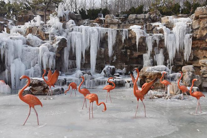 这个元旦动物遇见冰雪就在济野！(图1)