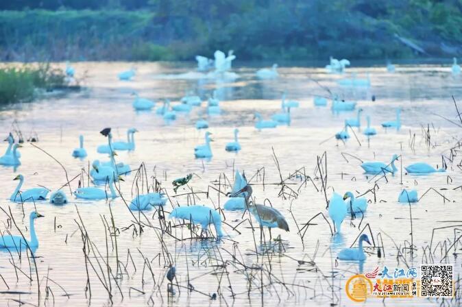 【齐参与】野生动物保护答题(图1)