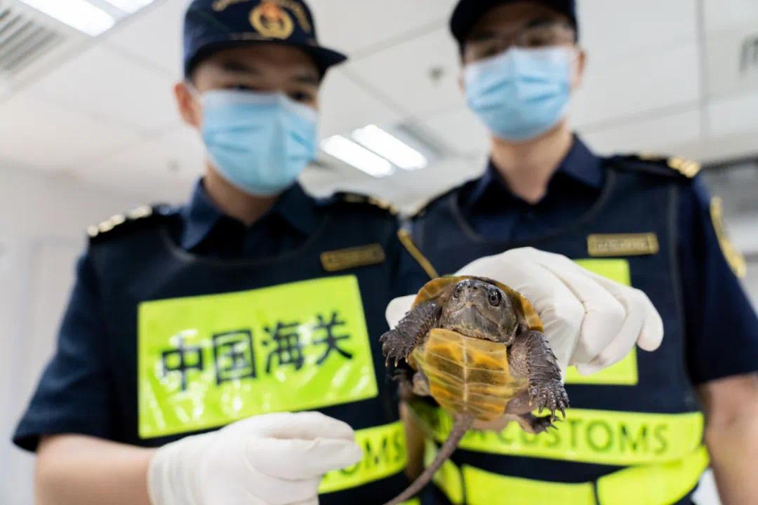 首次 内地向香港返还走私濒危野生动物(图3)