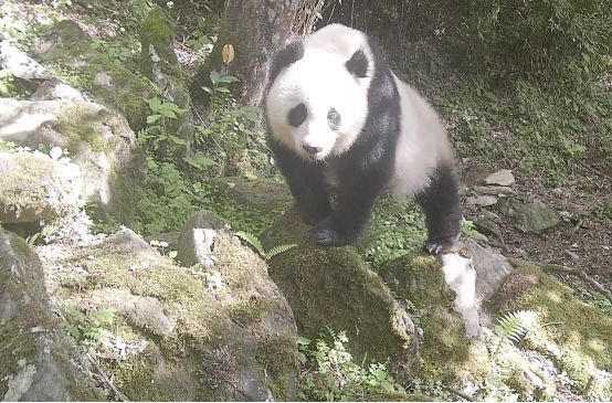 “世界野生动植物日”看我国如何守护“人类的朋友”(图2)