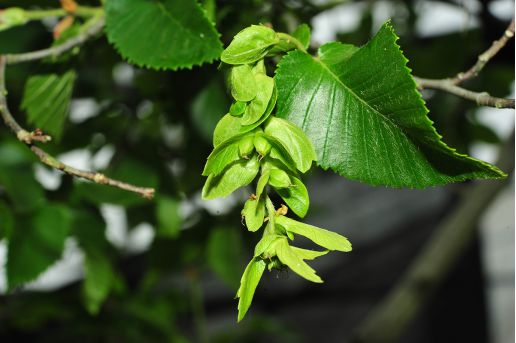 “世界野生动植物日”看我国如何守护“人类的朋友”(图6)