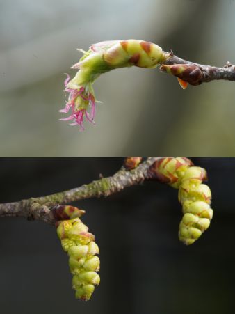 “世界野生动植物日”看我国如何守护“人类的朋友”(图5)