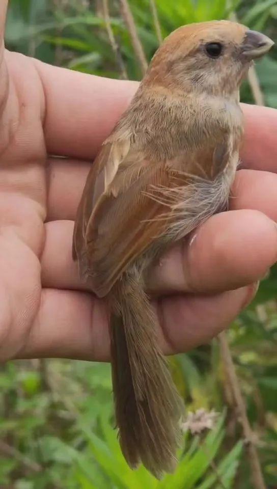 世界野生动植物日 法槌在环资司法修复基地敲响(图1)