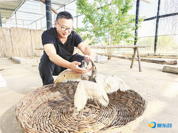 “东方宝石”朱鹮从秦岭到黄河口的种群重建注脚——鹮归黄河口(图6)