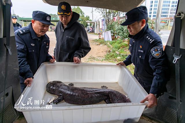 浙江金华：救助野生动物(图2)